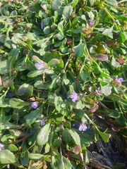 Sphaeromorphaea australis