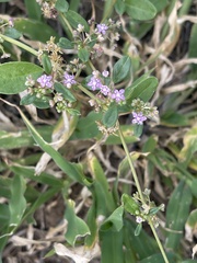 Gisekia pharnaceoides