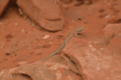 Uta stansburiana uniformis