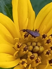 Mythicomyiidae