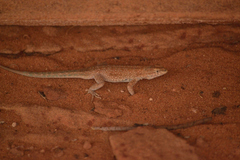 Uta stansburiana uniformis