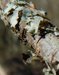 Punctelia appalachensis