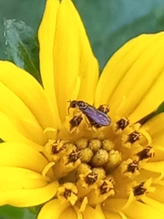 Mythicomyiidae