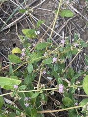 Gisekia pharnaceoides