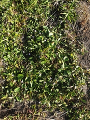 Sphaeromorphaea australis