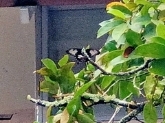 Papilio polytes romulus