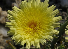 Launaea pumila