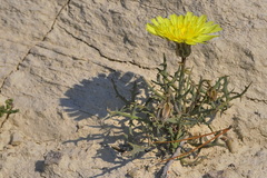 Launaea pumila