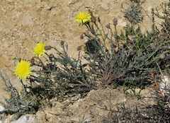 Launaea pumila