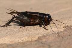 Acanthogryllus fortipes