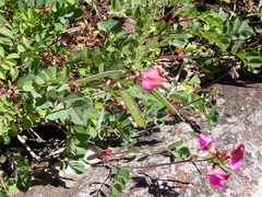 Tephrosia grandiflora