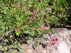 Tephrosia grandiflora