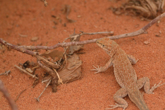 Uta stansburiana uniformis