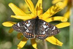 Euphydryas cynthia