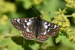 Euphydryas cynthia