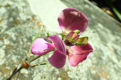 Tephrosia grandiflora