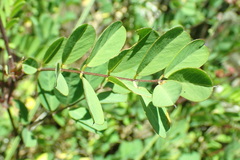Tephrosia grandiflora