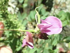 Tephrosia grandiflora
