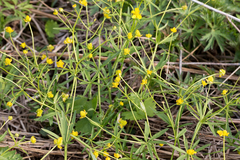 Ranunculus auricomus