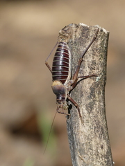 Ephippiger diurnus cunii