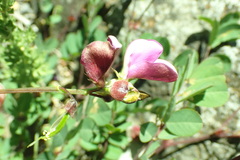 Tephrosia grandiflora
