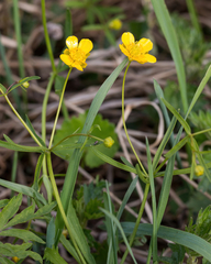 Ranunculus auricomus