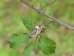 Ephippiger diurnus cunii