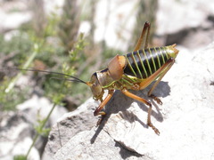 Ephippiger diurnus cunii