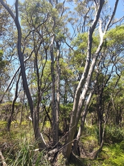 Eucalyptus approximans