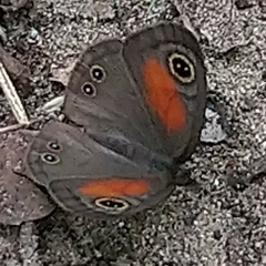 Cassionympha cassius