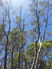 Eucalyptus approximans