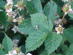 Notocelia uddmanniana