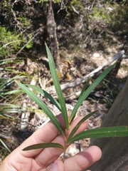 Eucalyptus approximans