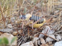 Ephippiger diurnus cunii