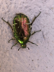 Cetonia aurata