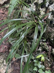Pitcairnia angustifolia