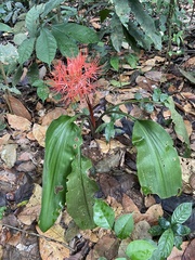 Scadoxus