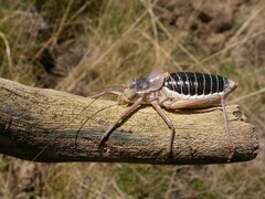 Ephippiger diurnus cunii