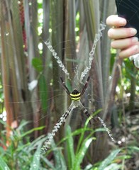 Argiope aetherea