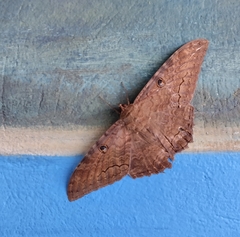 Ascalapha odorata