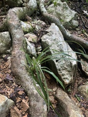 Pitcairnia angustifolia