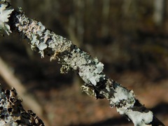 Punctelia appalachensis