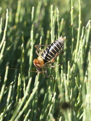 Ephippiger diurnus cunii