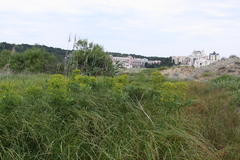 Euphorbia palustris