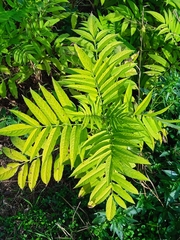 Ailanthus altissima