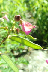 Tephrosia grandiflora