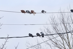 Columba livia domestica