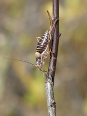 Ephippiger diurnus cunii