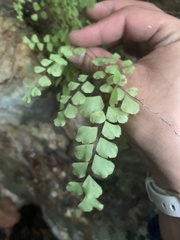 Adiantum fragile