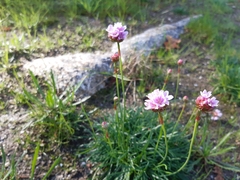 Armeria